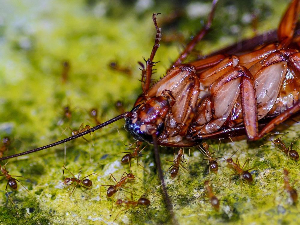 Disgusting Things Fall Into Six Gross Categories