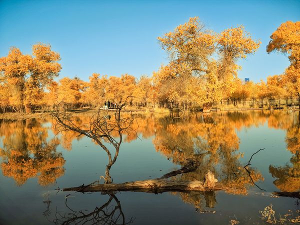 Circle of Life thumbnail