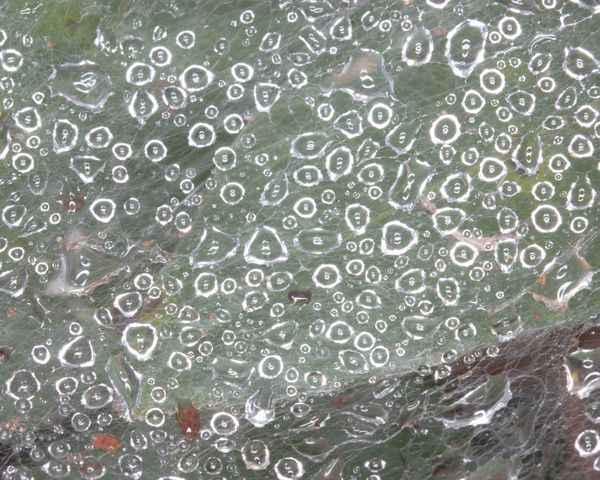 Water dots in spider web thumbnail