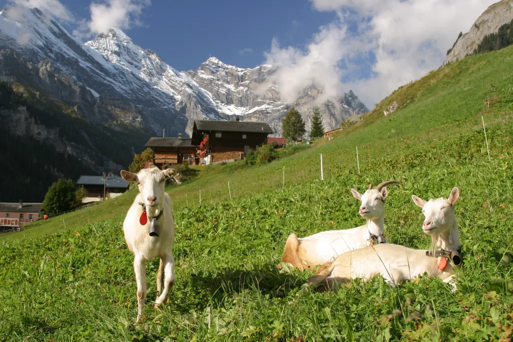 gimmelwald-goats-steves.JPG