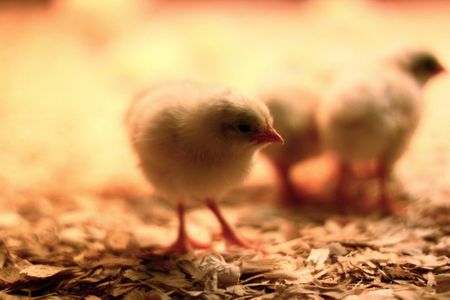 Life is about to become a bit more humane for male chicks. 