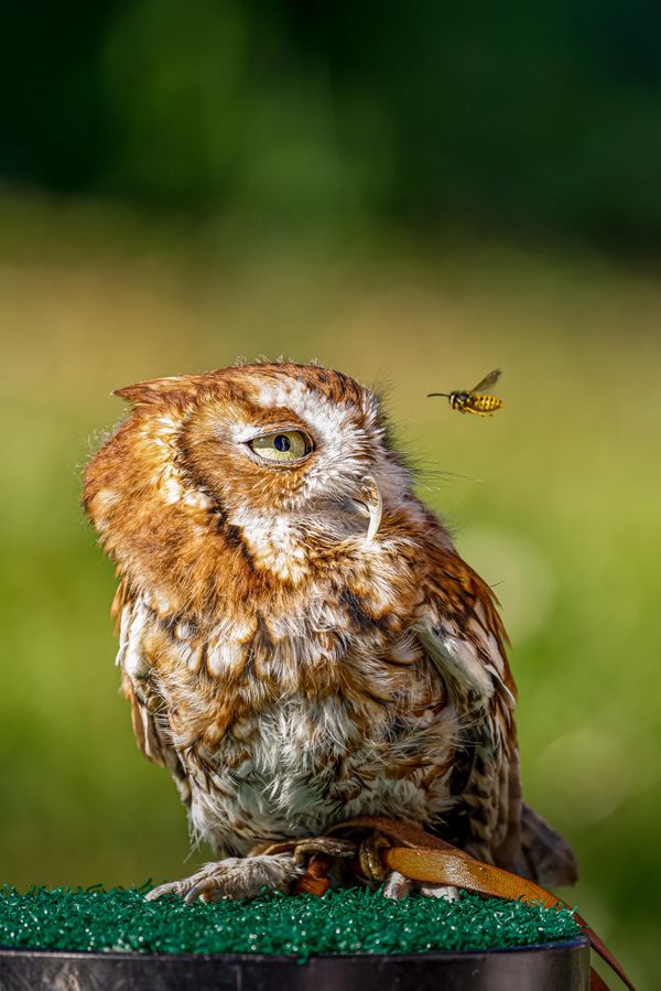 Screech Owl eye to eye with a wasp thumbnail