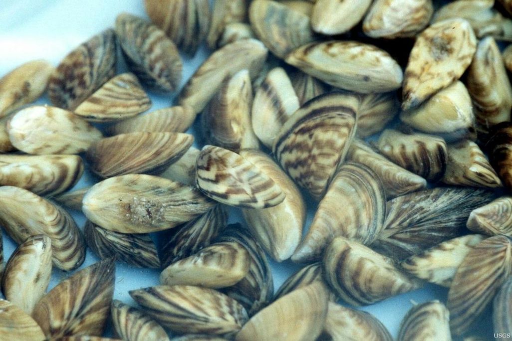 Zebra Mussels