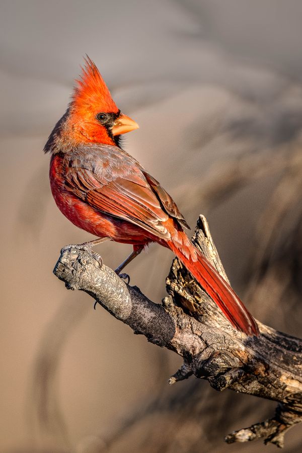 Early Morning Male Northern Cardinal thumbnail