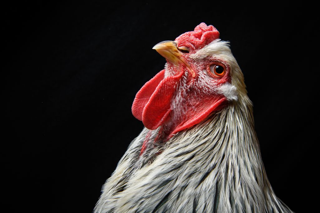 A photograph of a Brahma chicken