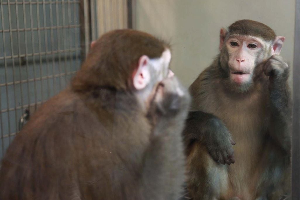 monkey mirror.jpg