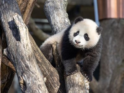 The National Zoo's Giant Pandas Bid Washington, D.C. Farewell image