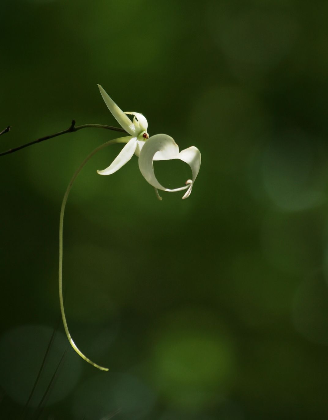 Призрачная Орхидея маленькие женщины