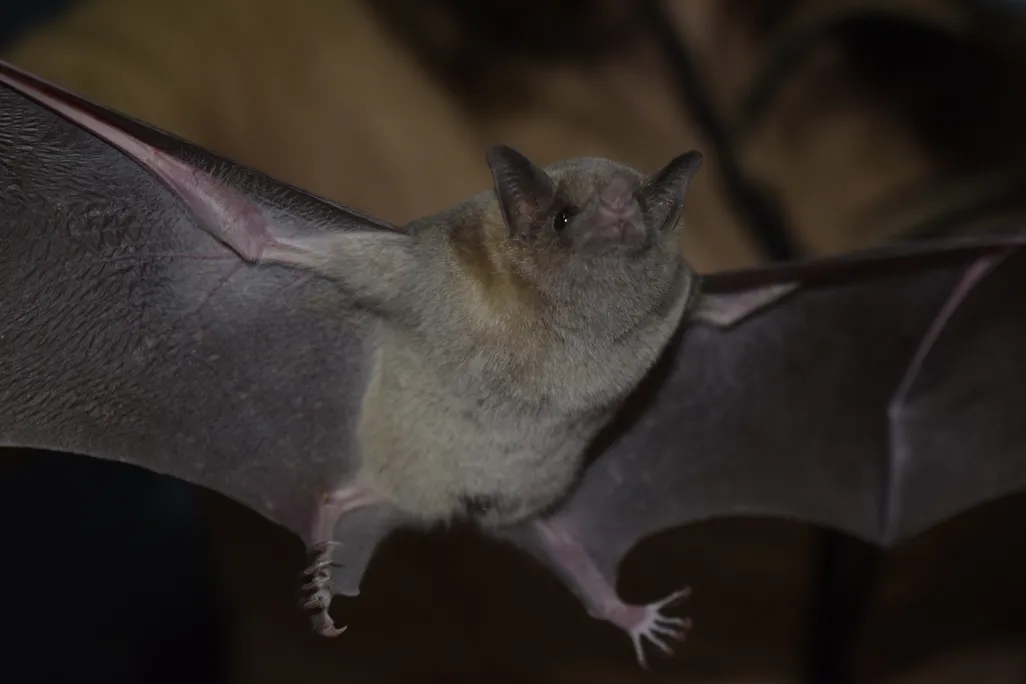 a bat seen from below, appearing to be in flight
