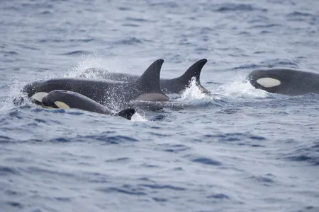 A pod of orcas&nbsp;feeding in the Atlantic Ocean