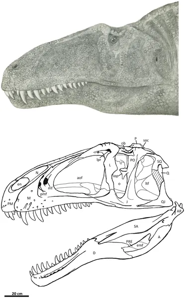 20110520083311acrocanthosaurus-head.png