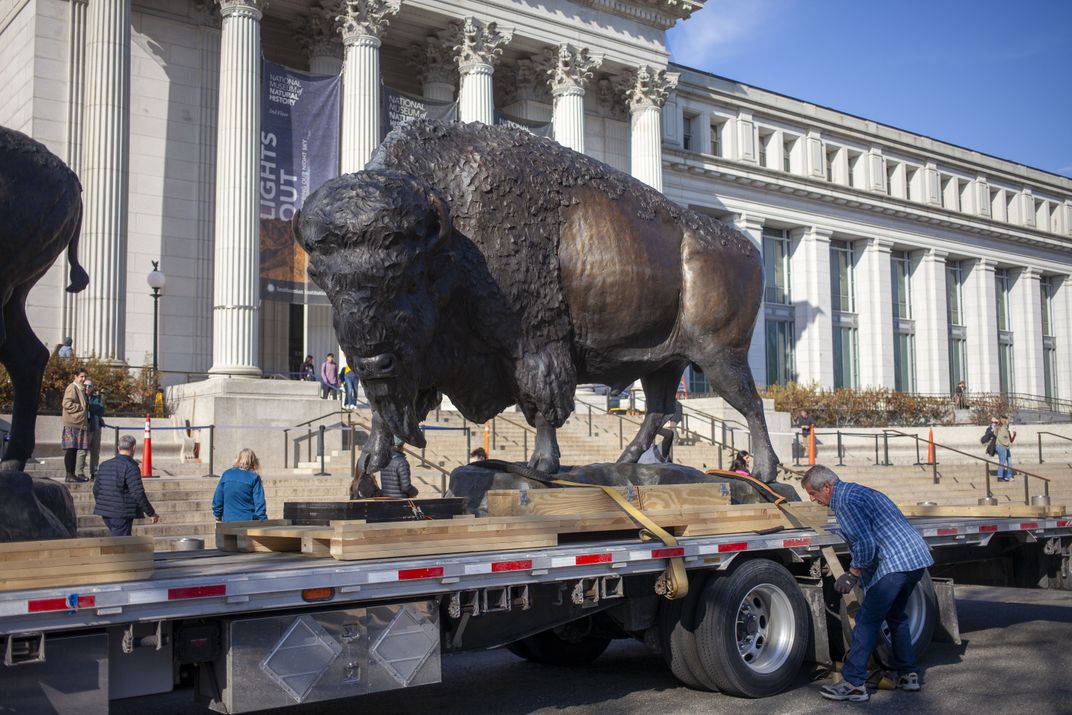 See the 2,500-Pound Bronze Bison as They Arrive at Their New, Permanent Place at the Smithsonian’s National Museum of Natural History