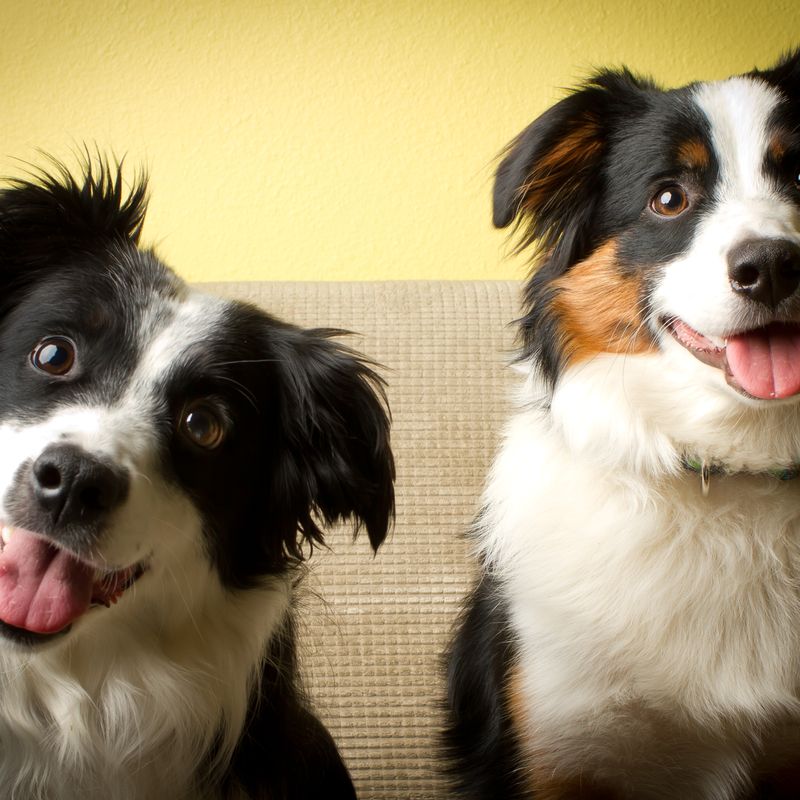 Can Dogs Learn To Count