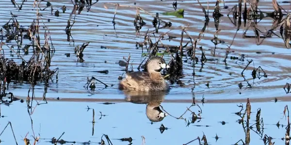 Pied-billed Grebe on blue mirror thumbnail