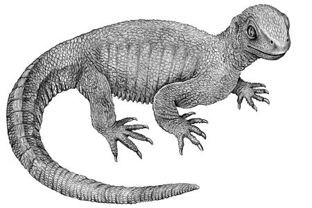 A reconstruction of "grandfather turtle." 