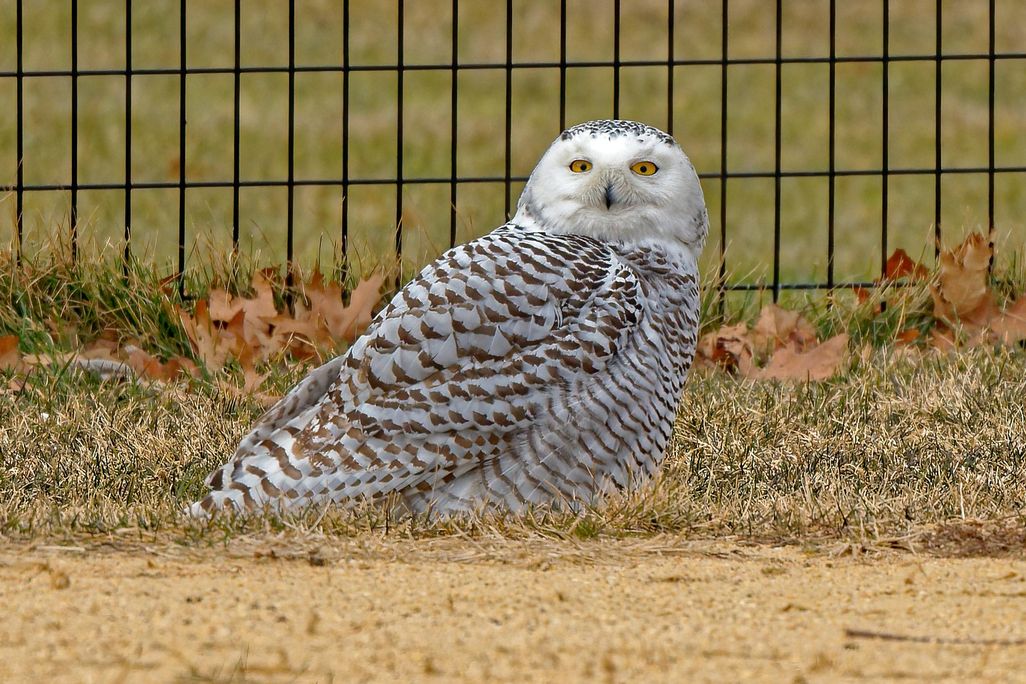 The snowy owl sits in front of a fence on the grass