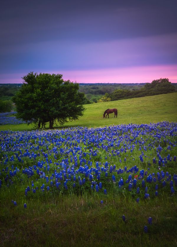 Once in blue moon - Texas bluebonnets! thumbnail