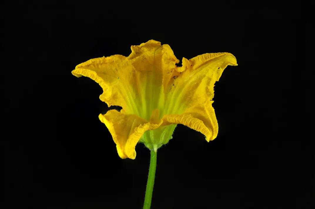 Squash flower