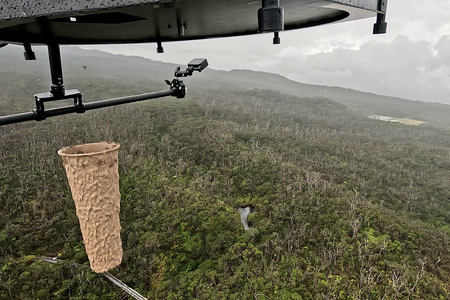 The mosquitos are dropped from drones inside small, cylindrical, biodegradable containers.