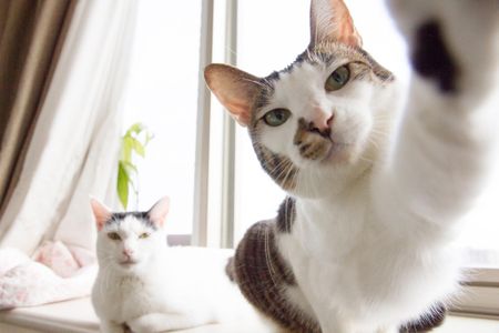 Which paw did your cat use to bat your camera away?