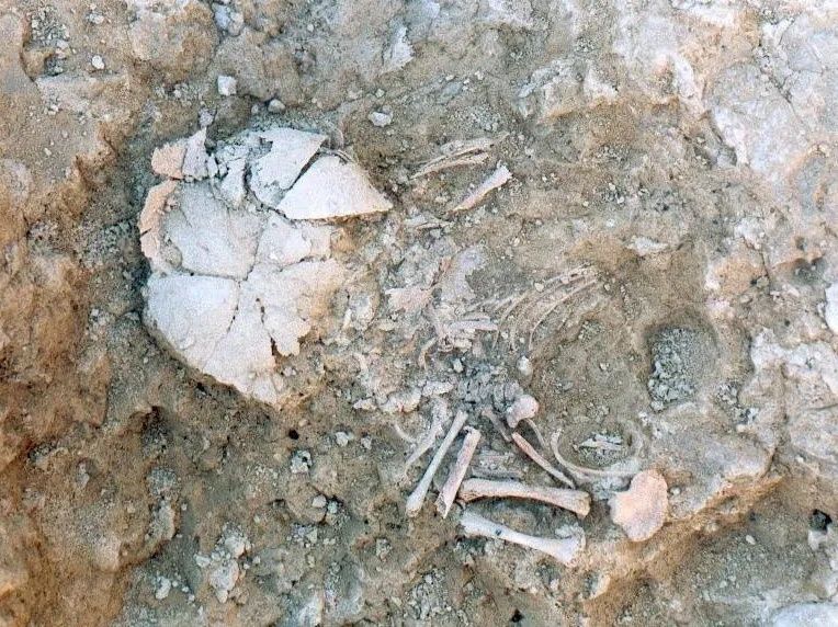 bones of an infant in the ground at an archaeological site