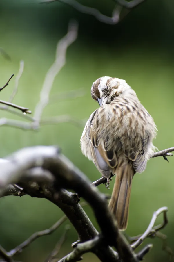 A snuggling sparrow thumbnail