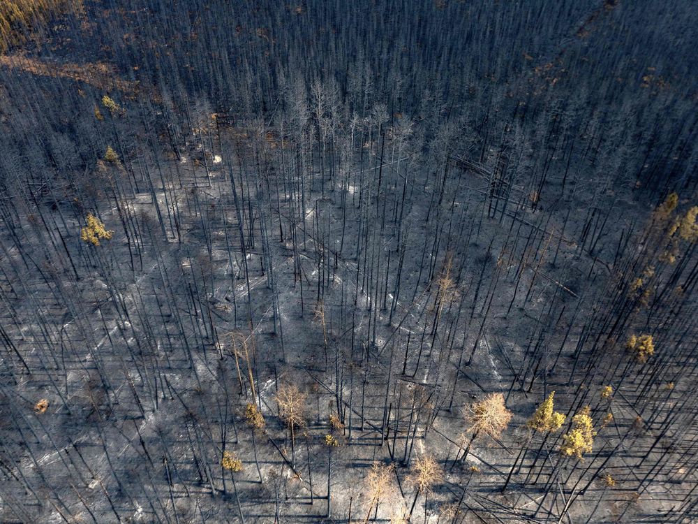 a forest of charred tree trunks from above