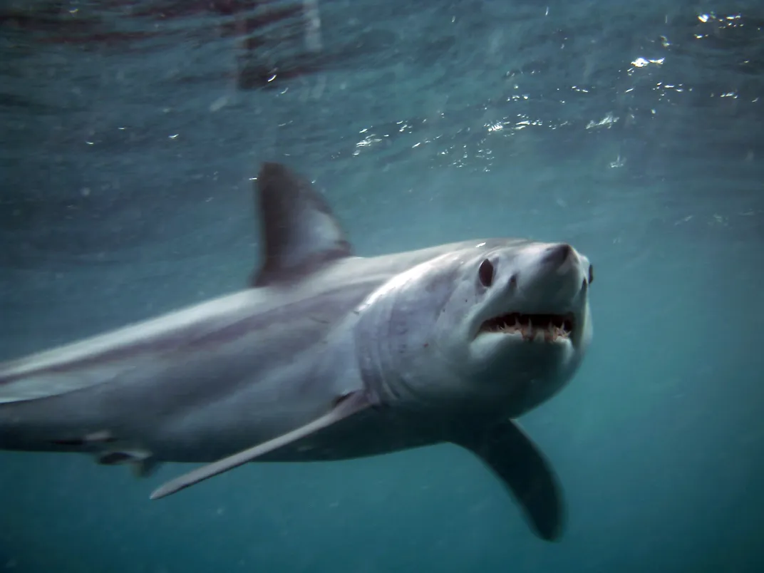 A small shark swims near the surface of ocean