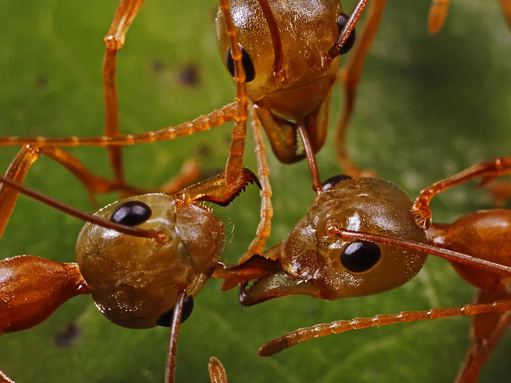 When It Comes to Waging War, Ants and Humans Have a Lot in Common |  Science| Smithsonian Magazine