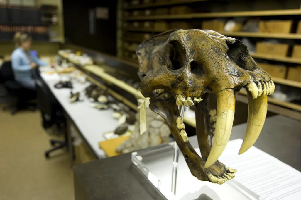 closeup of a cat skull with large fangs with a research bench and scientist blurred in the background