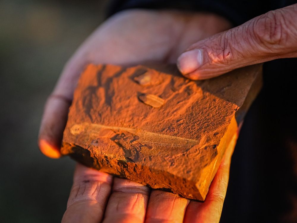 Reddish-rock with fossil in someone's hand