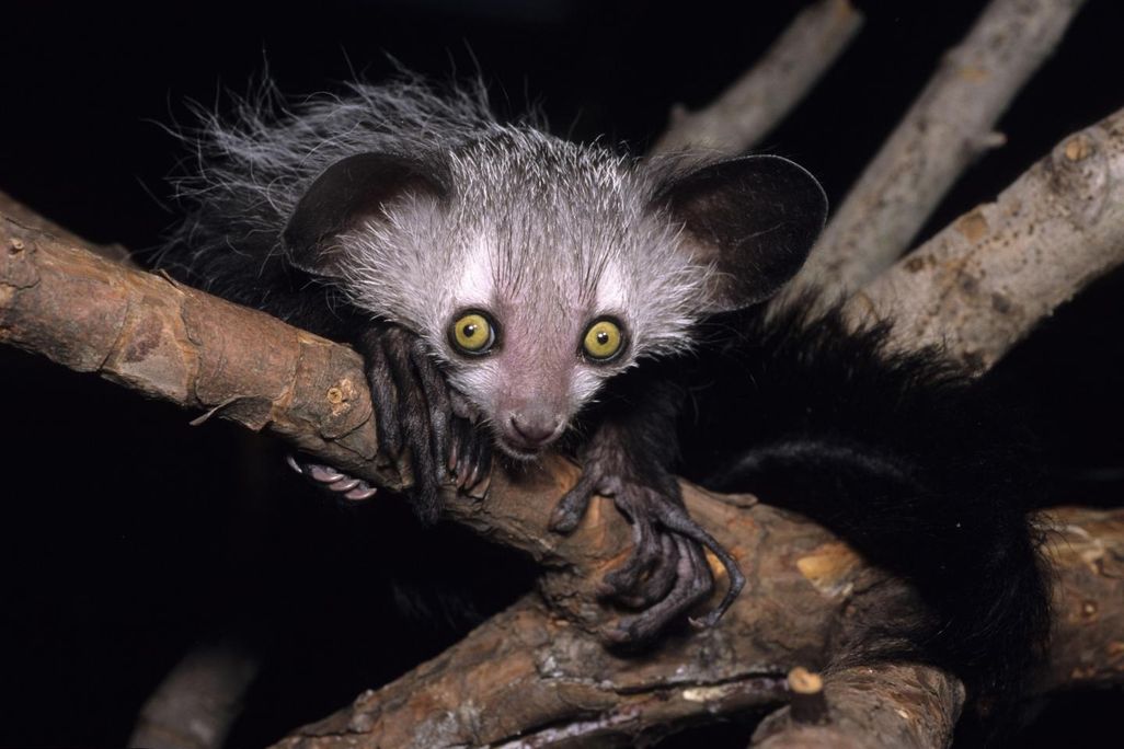 Aye-aye