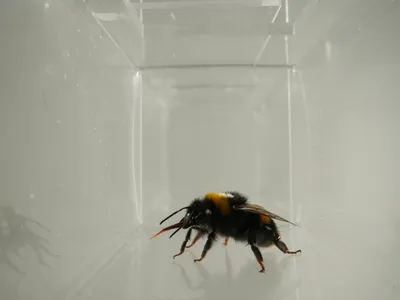 Bumblebees Seem to 'Lick Their Lips' After Sweet Treats and Shake Their Heads at Bad Tastes, Hinting at the Insects' Inner Lives image