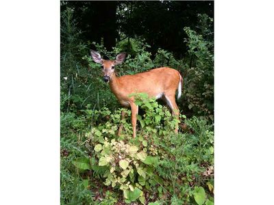 “One out of every four deer that you see on your lawn or in the woods is infected with malaria,” says Ellen Martinsen. 