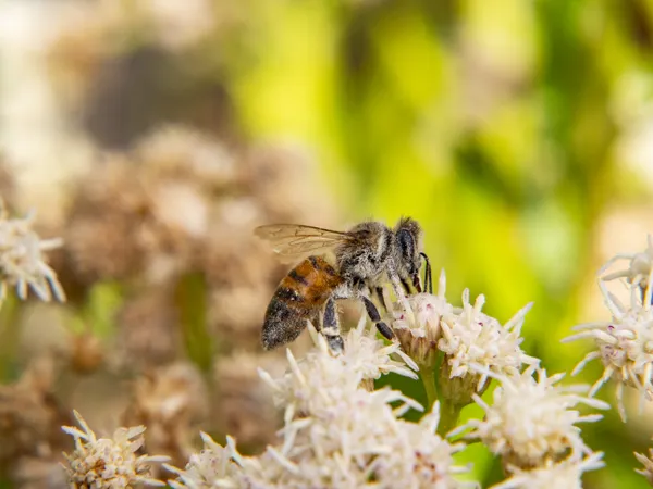 Fuzzy Bee thumbnail