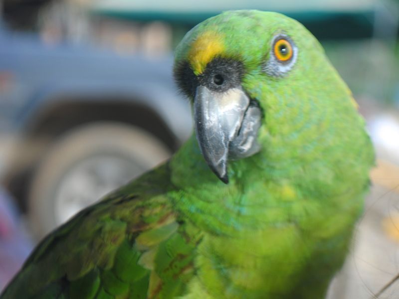 Beach Parrot | Smithsonian Photo Contest | Smithsonian Magazine