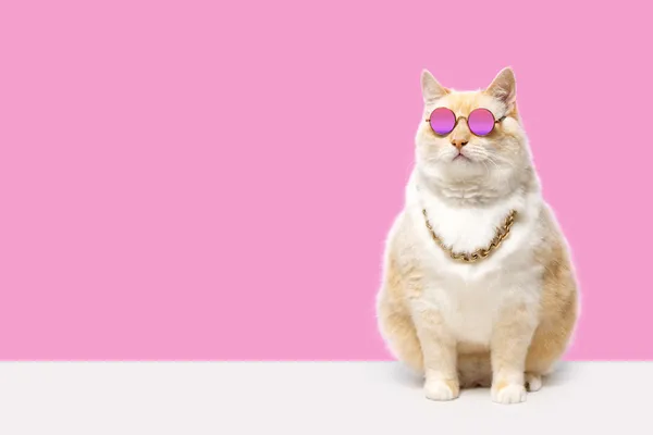 Big fat cat with pink glasses thumbnail