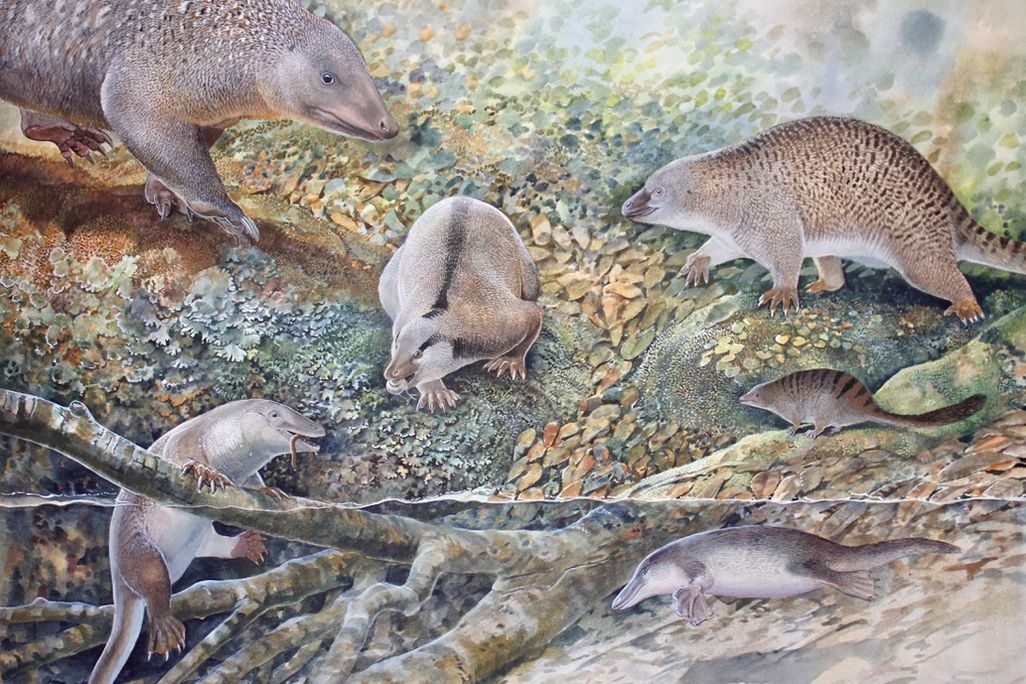 Illustration with several different types of egg-laying mammals in nature