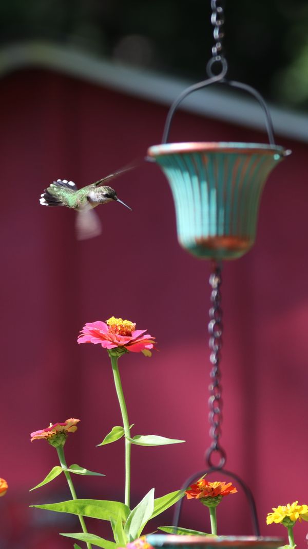 Hummingbird in flight thumbnail