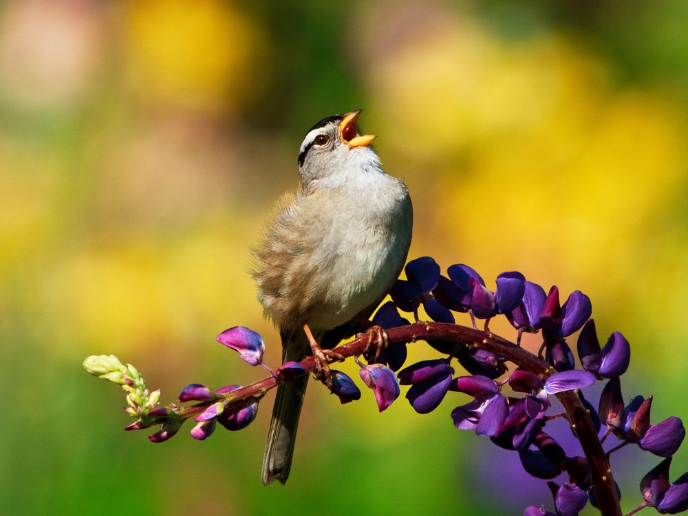 A male white-crowned sparrow sings while perched on a plant