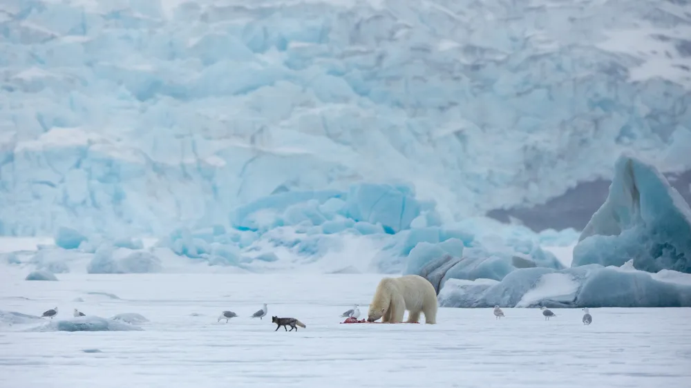A polar bear feeds on a seal in Svalbard while an arctic fox and several gulls wait nearby to scavenge. A glacier forms the backdrop, highlighting the scale and shared dynamics of this Arctic scene.