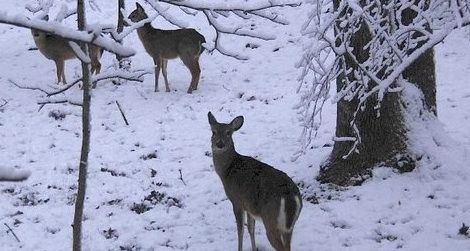 White-tailed deer making do in a harsh winter wonderland.