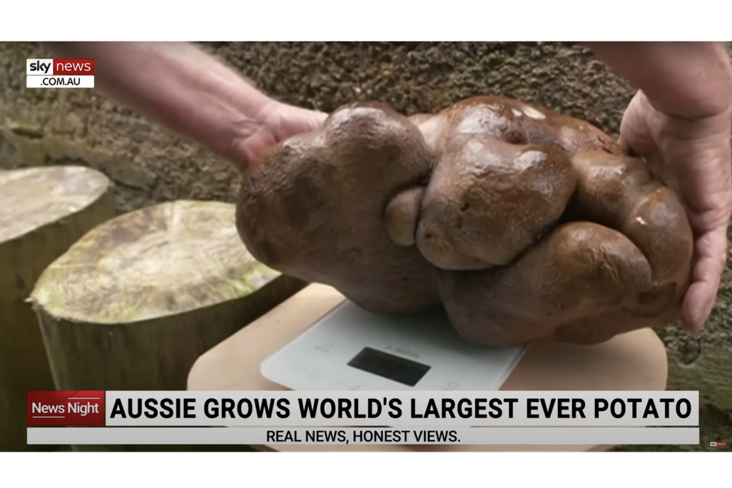 Doug the Ugly Potato via Sky News