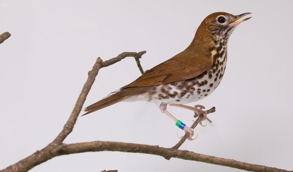 One of the common species Bird House keepers at the Smithsonian's National Zoo are working to better understand is the wood thrush — the official bird of Washington, D.C.