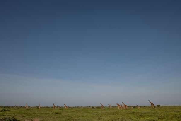 A tower of giraffes crossing the savannah, Tanzania thumbnail