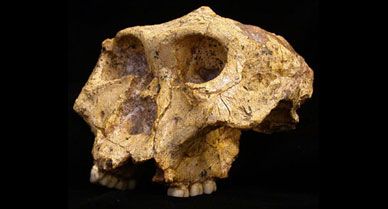 Paranthropus robustus