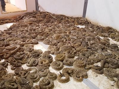 Just a fraction of the nearly 25,000 pounds of diamondback rattlesnakes displayed at the 2016 Rattlesnake Roundup in Sweetwater, Texas.
