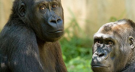 What are the National Zoo's gorillas plotting?