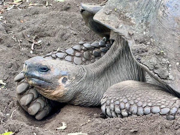 Galapagos Giant Tortoise in repose, Santa Cruz Island thumbnail