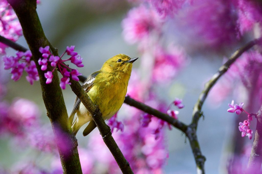 A male pine warbler perched in a redbud tree.